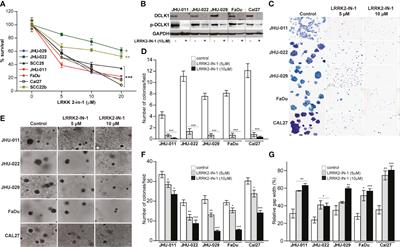 Frontiers | Doublecortin-Like Kinase 1 (DCLK1) Is A Novel NOTCH Pathway ...